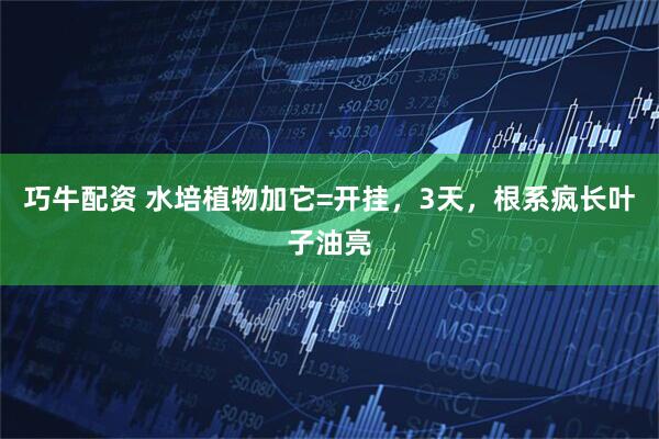 巧牛配资 水培植物加它=开挂，3天，根系疯长叶子油亮